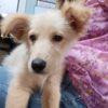 Kora - 9 mesi (nata indicativamente il 6 Febbraio 2024)  - Simil Golden Retriever  - Taglia: Media   Foto 8